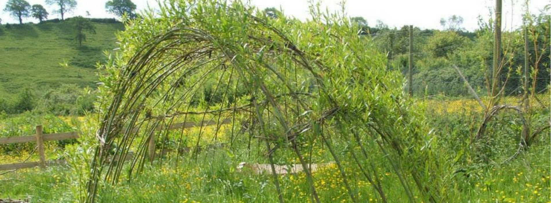 Wyldwood Willow Living Willow Dome